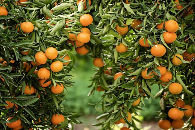 Tangerine green garden