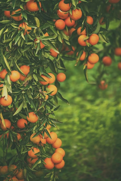 Tangerine green garden