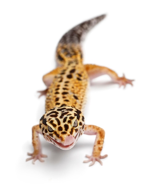 Tangerine Leopard gecko Eublepharis macularius in front of white background