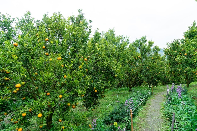 Tangerine orange garden or orange farm