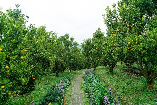 Tangerine orange garden or orange farm