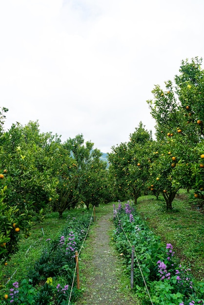 Photo tangerine orange garden or orange farm