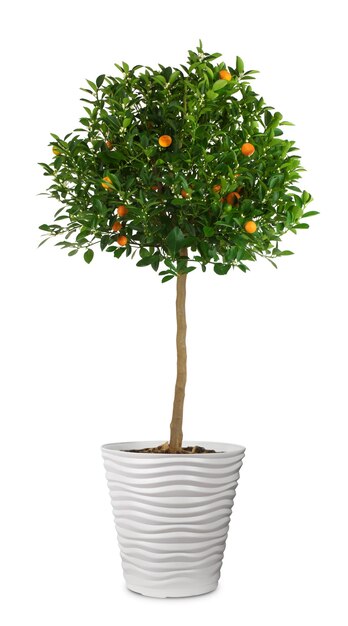 Photo tangerine or orange tree with fruits in a large pot, isolated