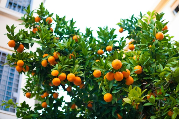 Tangerine orange tree