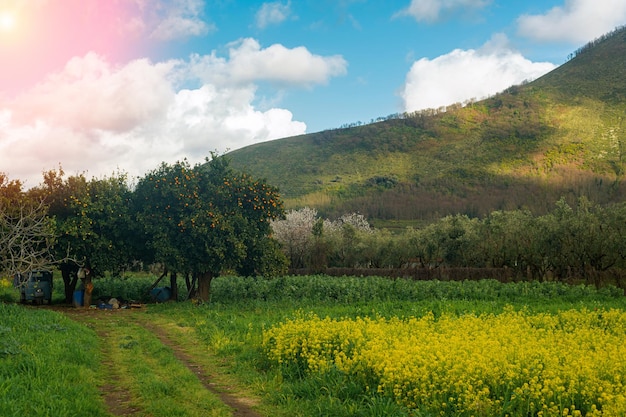 Tangerine orange trees in the garden Small village in the mountains in southern Italy Subsistence farming fruit farm