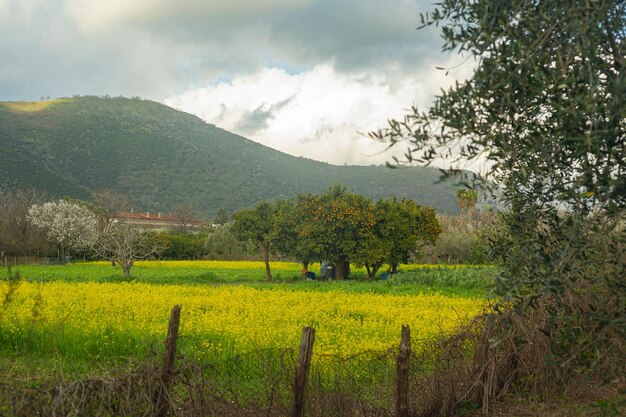 Tangerine orange trees in the garden Small village in the mountains in southern Italy Subsistence farming fruit farm