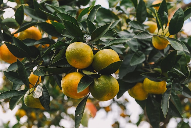 Foto tangerine raccolte nel giardino come sfondo