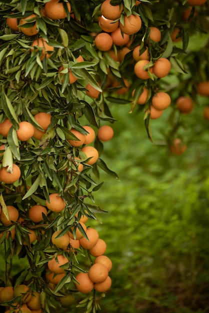 緑の葉と熟した果実のあるタンジェリンの日当たりの良い庭。柑橘系の果物が熟しているマンダリン果樹園。自然なアウトドアフードの背景