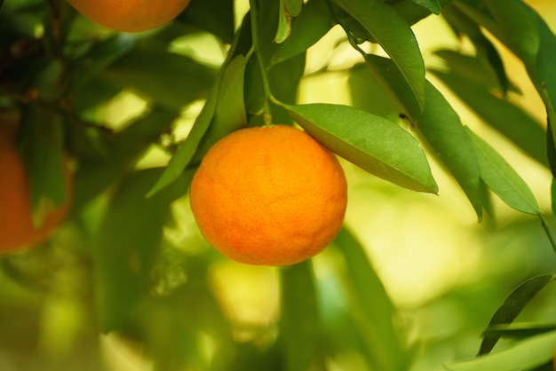 Tangerine sunny garden with green leaves and ripe single fruit. Mandarin orchard with ripening citrus fruit. Natural outdoor food background