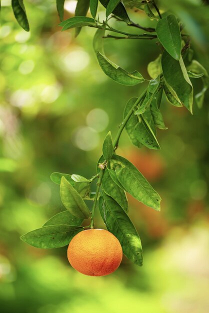 Tangerine sunny garden