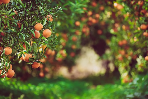 Tangerine sunny garden