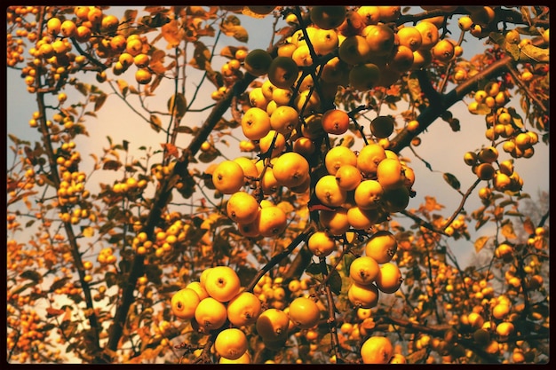Photo tangerine tree