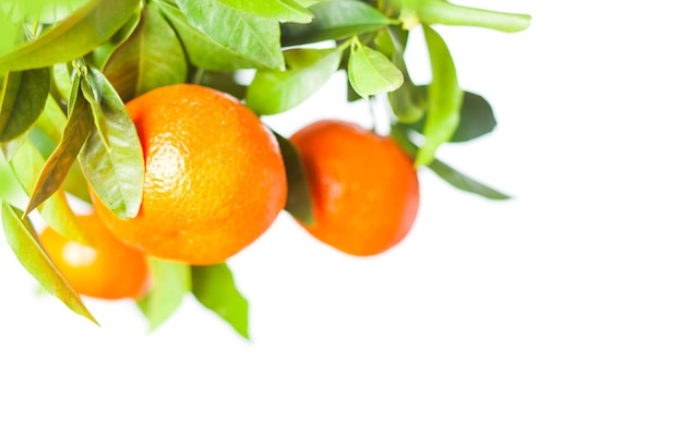Tangerines on a branch. Citrus fruits growing on tree. Isolated on a white background, frame for design