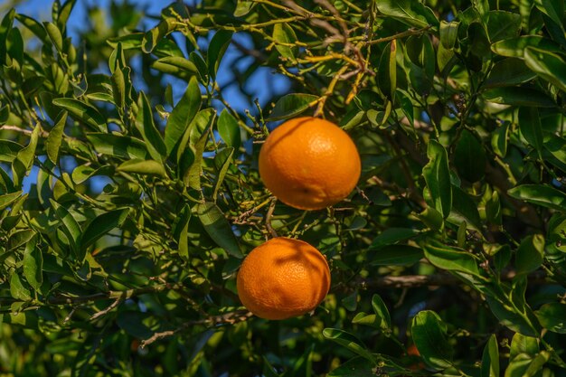 tangerines on branches in the garden during the day 37