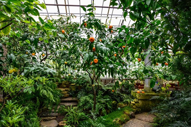 Tangerines among foliage. tangerine on a tree