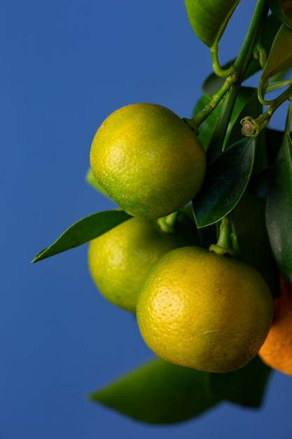 Tangerines hanging on a tree branch on a blue background macro photography Mandarines tree