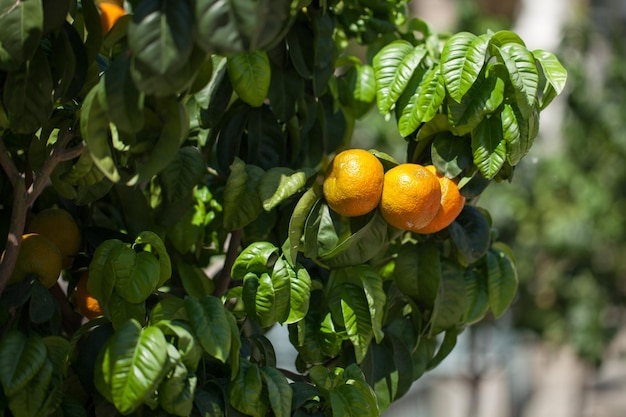 Tangerines ripen on the tree ripe juicy fruit sunny hot weather