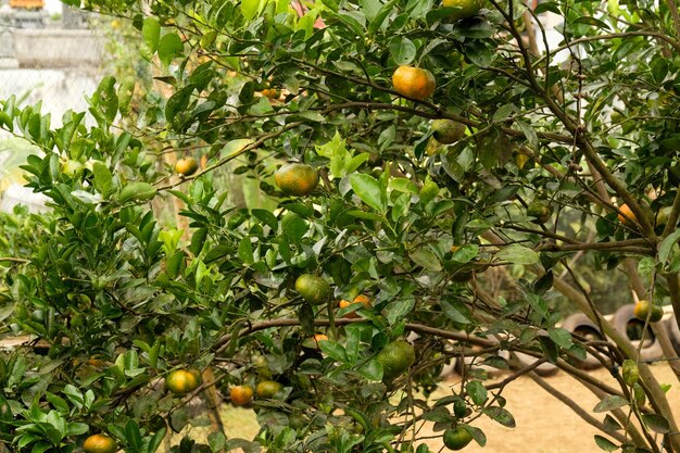 tangerines on a tangerine tree in a tropical garden