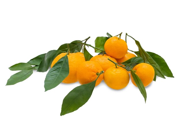 Tangerines with leaves are a bunch on white background