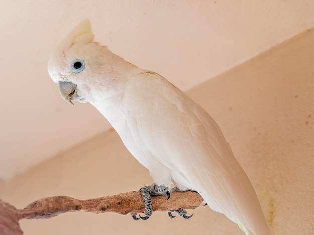 고핀의 앵무새 또는 얼굴이 빨개지는 앵무새로도 알려진 Tanimbar corella(Cacatua goffiniana)는 Yamdena의 숲에 고유한 앵무새의 종입니다.