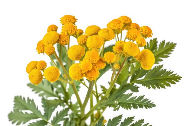 Tansy flower tropical garden nature backdrop on white background