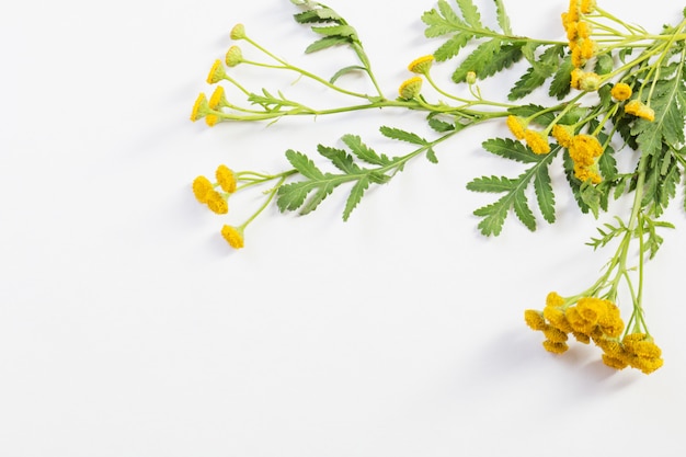 Tansy flowers on white background