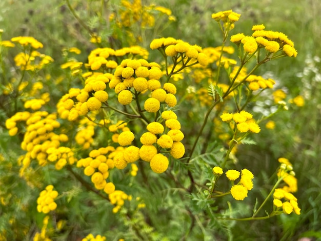 Фото Пижма, известная как пижма обыкновенная, горькие пуговицы, горькие золотые пуговицы, желтые полевые цветы. селективный фокус.
