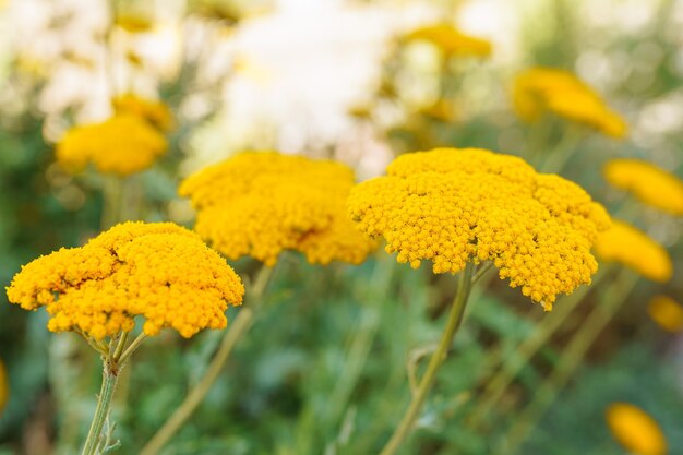 동종 요법 의학 항산화 제에 사용되는 Tansy officinalis 다년생 초본 꽃 식물