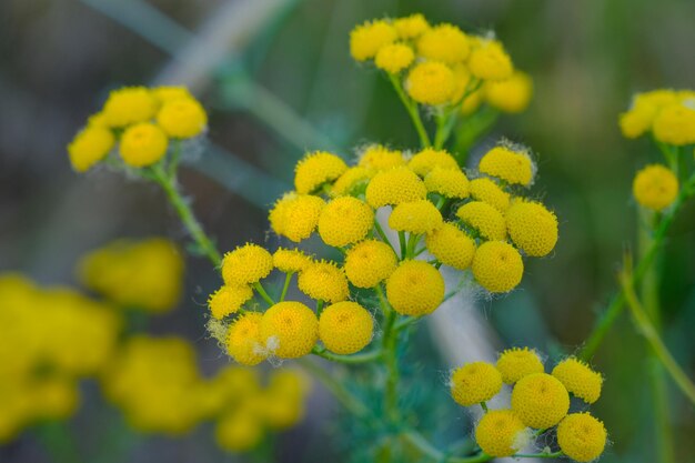 Foto tansy tanacetum vulgare è una pianta perenne