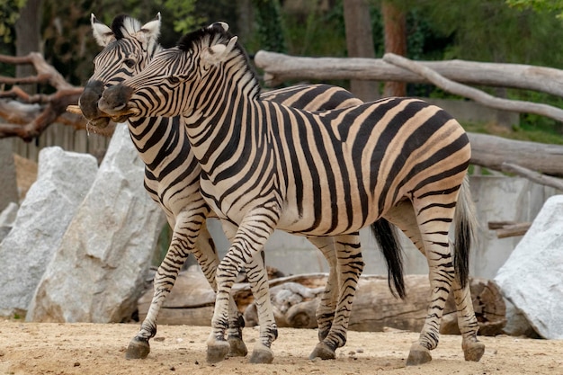 Tanzania zebra hout in de mond houden