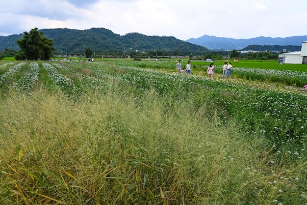 桃園 台湾 SEP 08 2019 ニラの花畑の人々