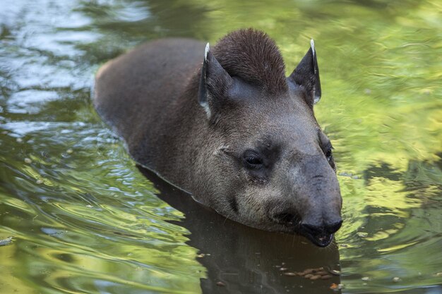 The tapir floats in the water. cute and funny wild animal