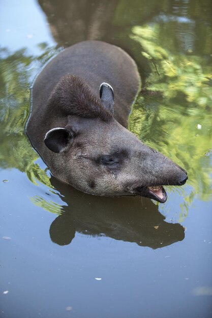 Photo the tapir floats in the water. cute and funny wild animal