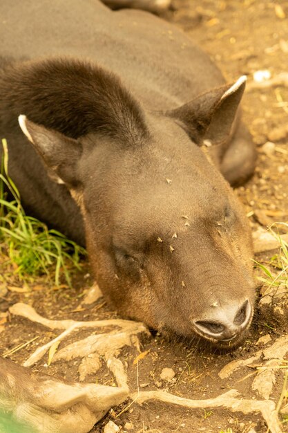 Tapir from the Amazon Jungle