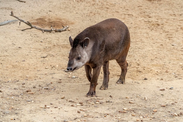 Tapir komt naar je toe