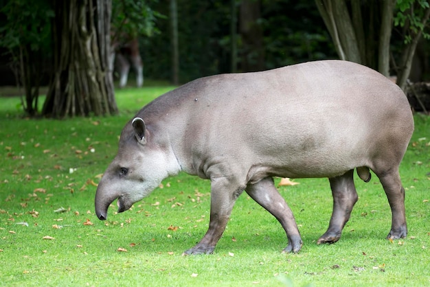 Tapir op een open plek