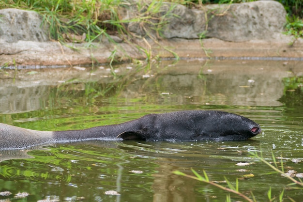 Tapir to soak in water to relieve hot