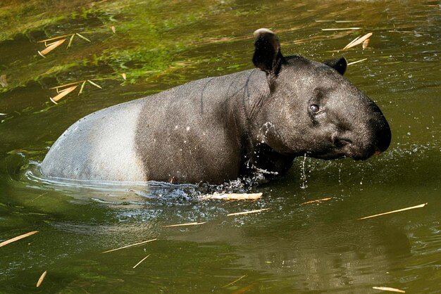 Foto tapir in acqua