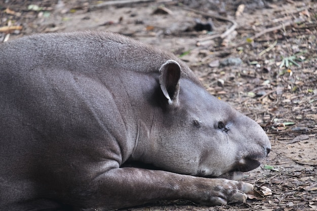 Un tapiro