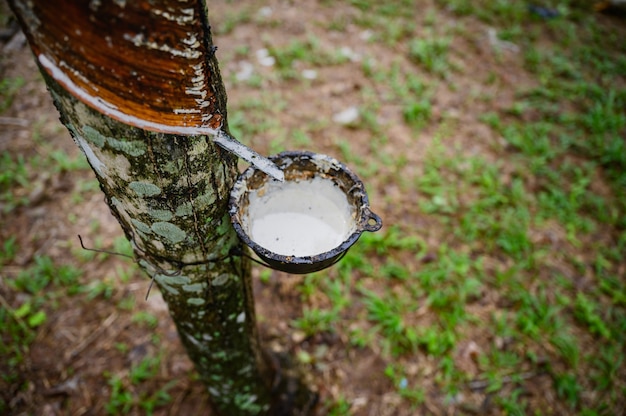 Foto toccando l'albero di gomma del lattice, lattice di gomma estratto dall'albero di gomma, raccolto in tailandia.