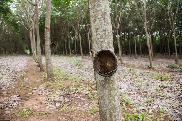 タイランドのゴムの木から樹液をたたく。