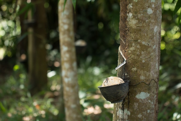 Tapping sap from the rubber tree