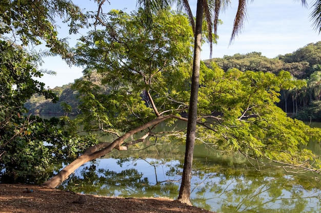 Taquaral Park in Campinas, So Paulo. beautiful trees and lush nature