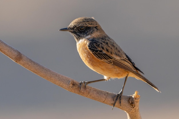 Photo tarabilla europea macho luz calida del atardecer sobre rama