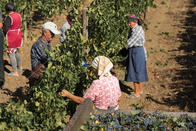 Taraclia, Moldavië, 09.15.2020. Boeren oogsten druiven van een wijngaard. Herfst oogsten.