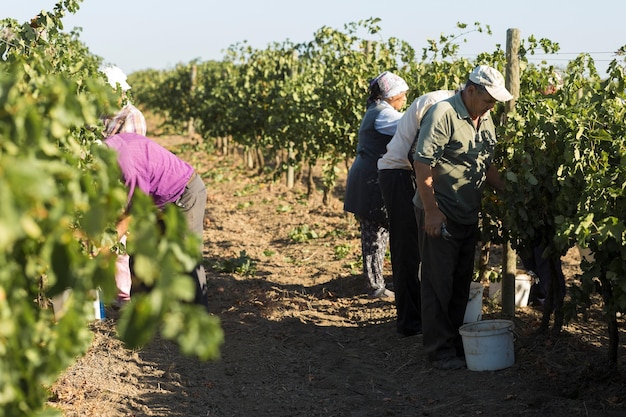 Taraclia Moldavië 09152020 Boeren oogsten druiven van een wijngaard Herfst oogsten