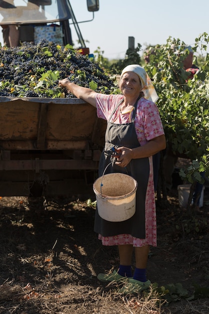Фото Тараклия, молдова, 15.09.2020. фермеры собирают виноград с виноградника. осенняя уборка.