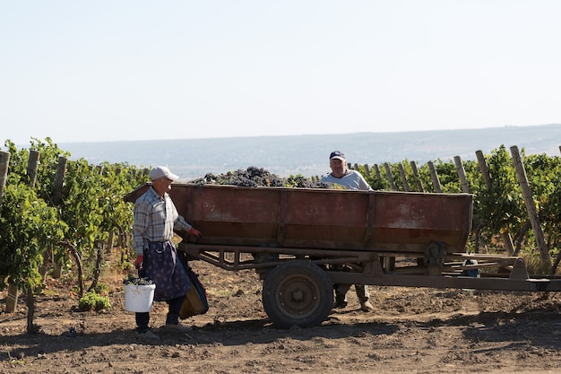 Taraclia, Moldova, 09.15.2020. Farmers harvesting grapes from a vineyard. Autumn harvesting.