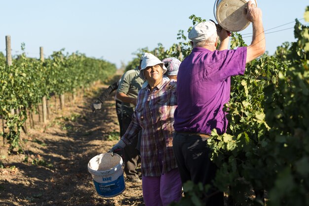 Taraclia, Moldova, 09.15.2020. Farmers harvesting grapes from a vineyard. Autumn harvesting.