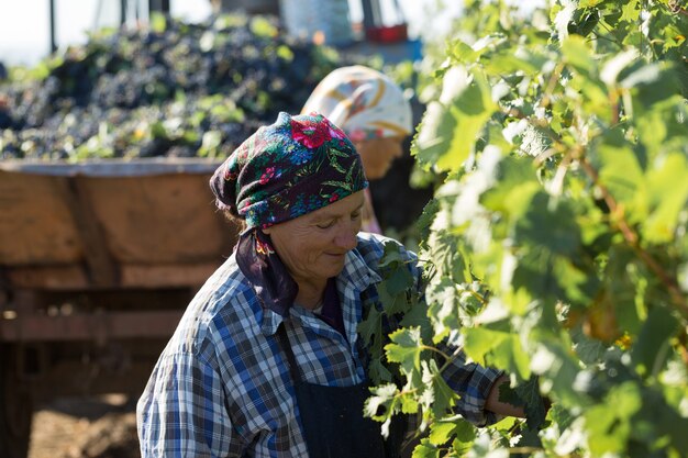 Taraclia, Moldova, 09.15.2020. Farmers harvesting grapes from a vineyard. Autumn harvesting.